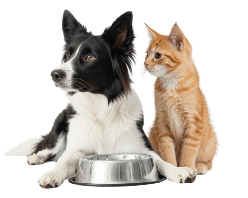 Hund und Katze schauen nach links