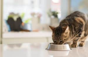 Katzenfutter