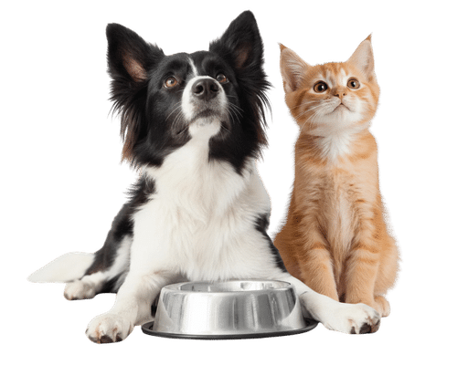 Hund und Katze schauen nach oben
