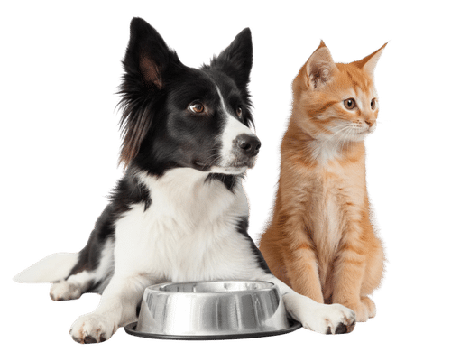 Hund und Katze schauen nach rechts
