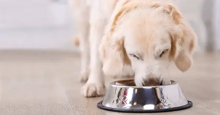 Hundefutter (1)