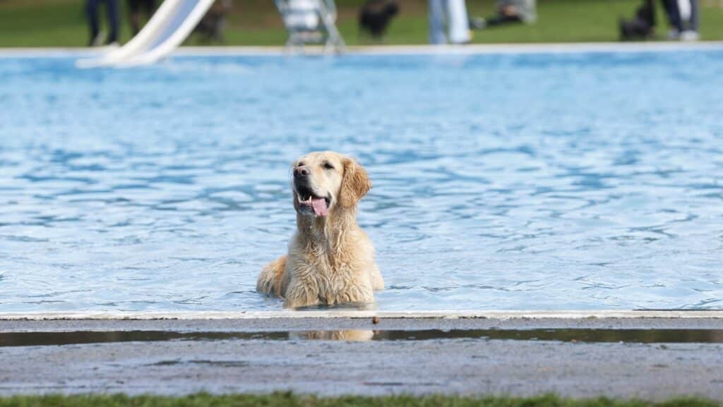 Hundespritzer
